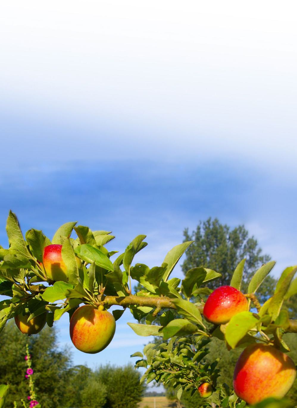 (c) Backstein - Geist und Garten Starkow